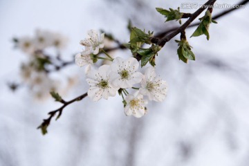 三月梨花如雪白
