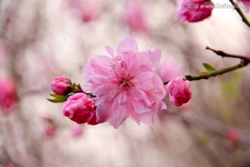 春风桃花开高清