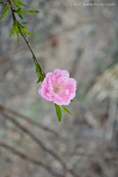 一支桃花俏春风高清图片