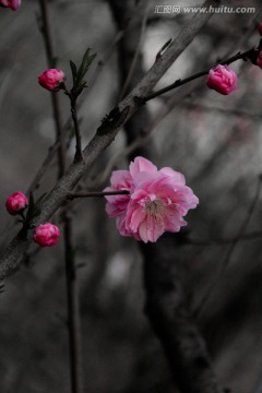 古拙水墨风桃花摄影高清