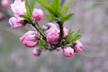 初春桃花花蕾