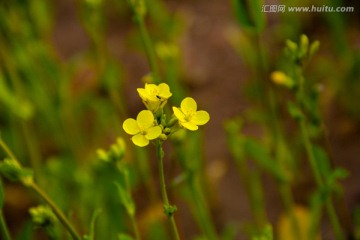 油菜花小品摄影图片