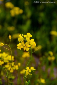 油菜花写意小品