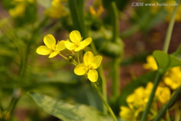 油菜花摄影特写