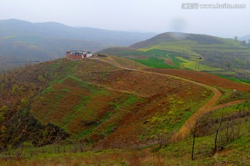 嵩县油菜花