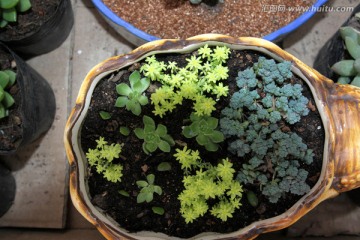 多肉植物 盆栽奇趣植物