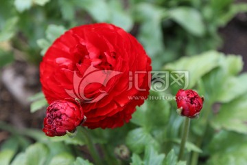 花毛茛