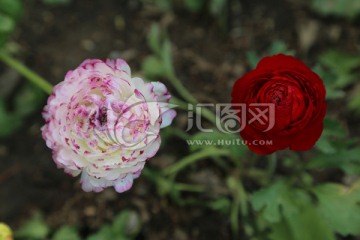 花毛茛