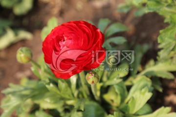 花毛茛