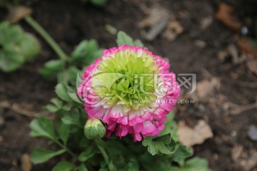 花毛茛