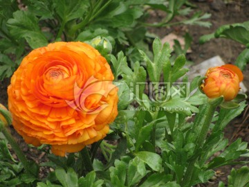 花毛茛