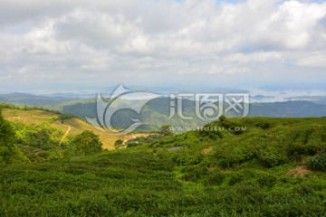 桂山 万绿湖 茶园