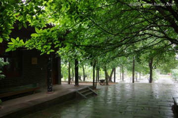 大树 绿荫 阴雨