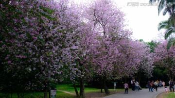 广州华南植物园紫荆花树