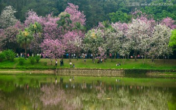 广州华南植物园风景