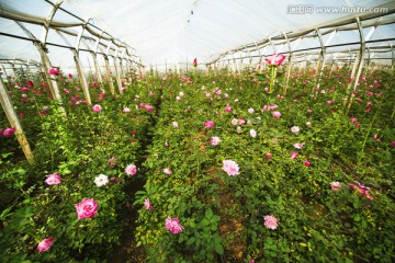玫瑰种植大棚