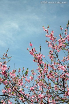 桃花盛开春色艳