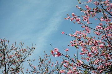 蓝天白云桃花开