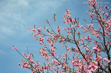 春来桃花开