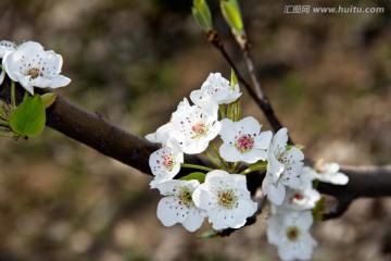 梨花枝头