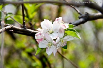 苹果花盛开高清