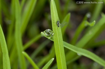 水珠