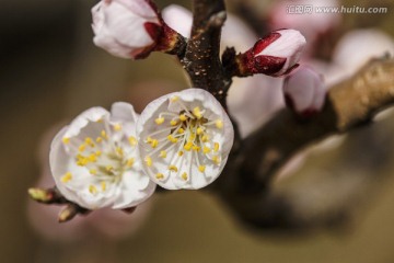 灯盏杏花