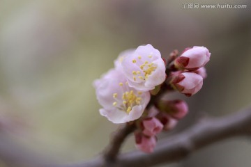 粉红色的杏花和花蕾