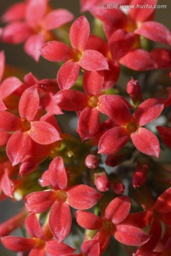 许多许多小红花