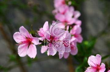 桃花