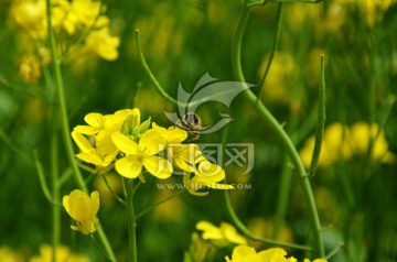 油菜花