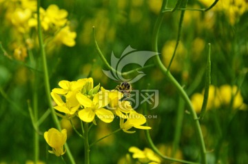 油菜花和蜜蜂