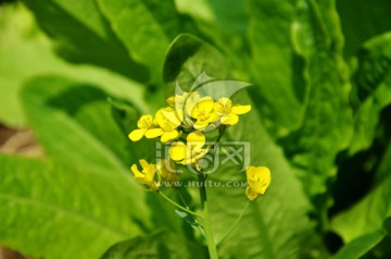 油菜花
