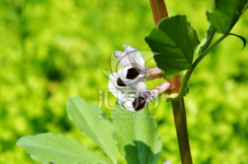 蚕豆花