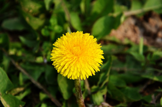 太阳花