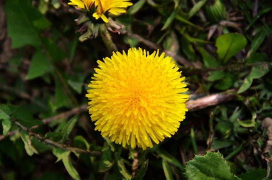 小野花