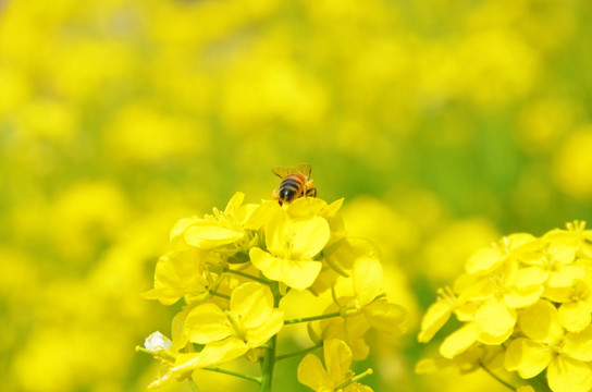 油菜花