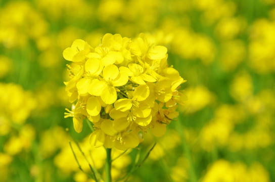 油菜花