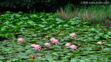 莲花池