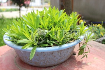 野草花