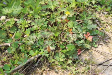 野草花