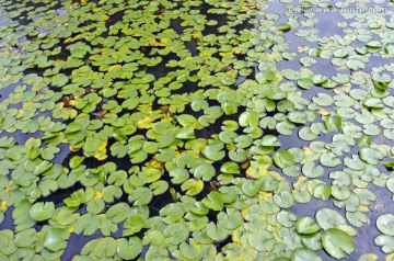 池塘 睡莲