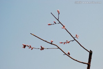 桃花枝