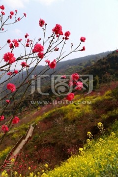 春山 桃花