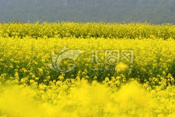 油菜花田