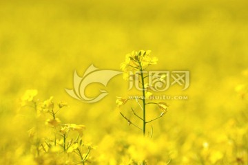油菜花