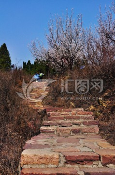 山路 山花 春游