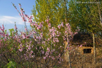 桃花掩映的小屋