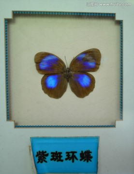紫斑环蝶