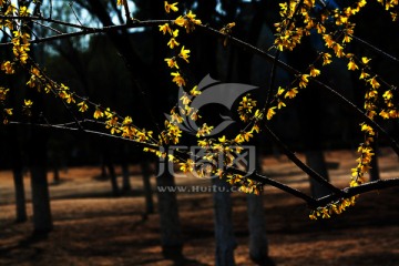 连翘 一串金 迎春花 药材